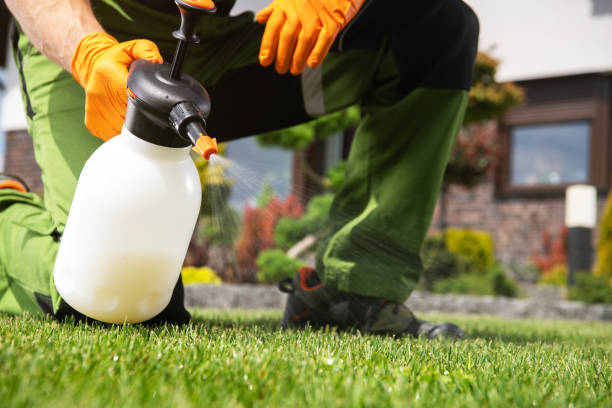 Best Wasp Removal Services  in Ortonville, MN